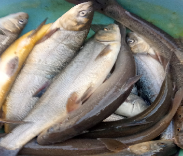 Satri Fish