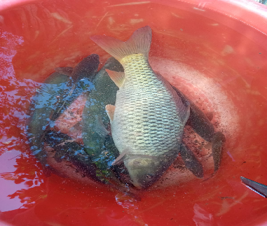 Mix Fishes